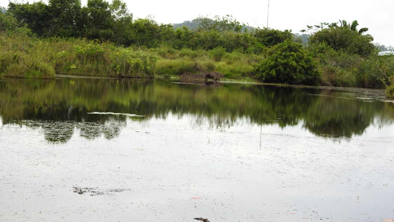 Con actividades la red de guardabosques y entidades ambientales buscan preservar la función de Las Ciénagas