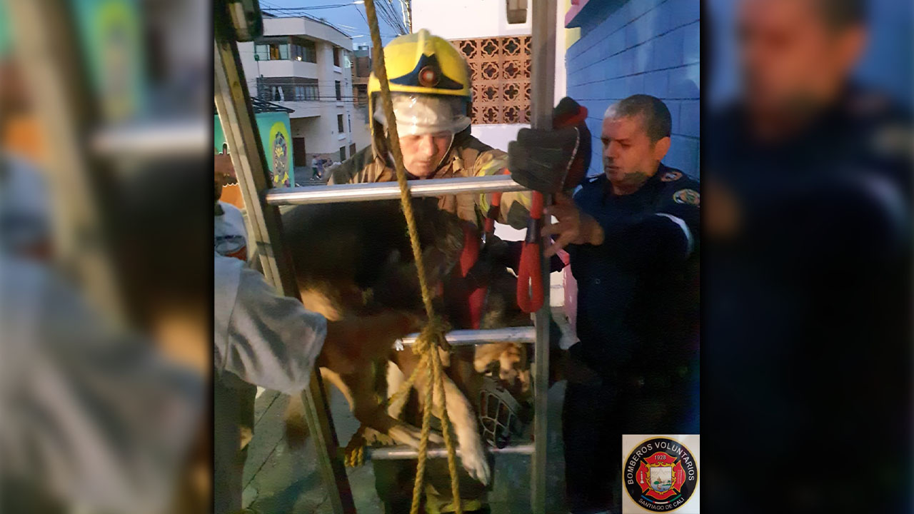 Perrito fue rescatado del techo de un segundo piso