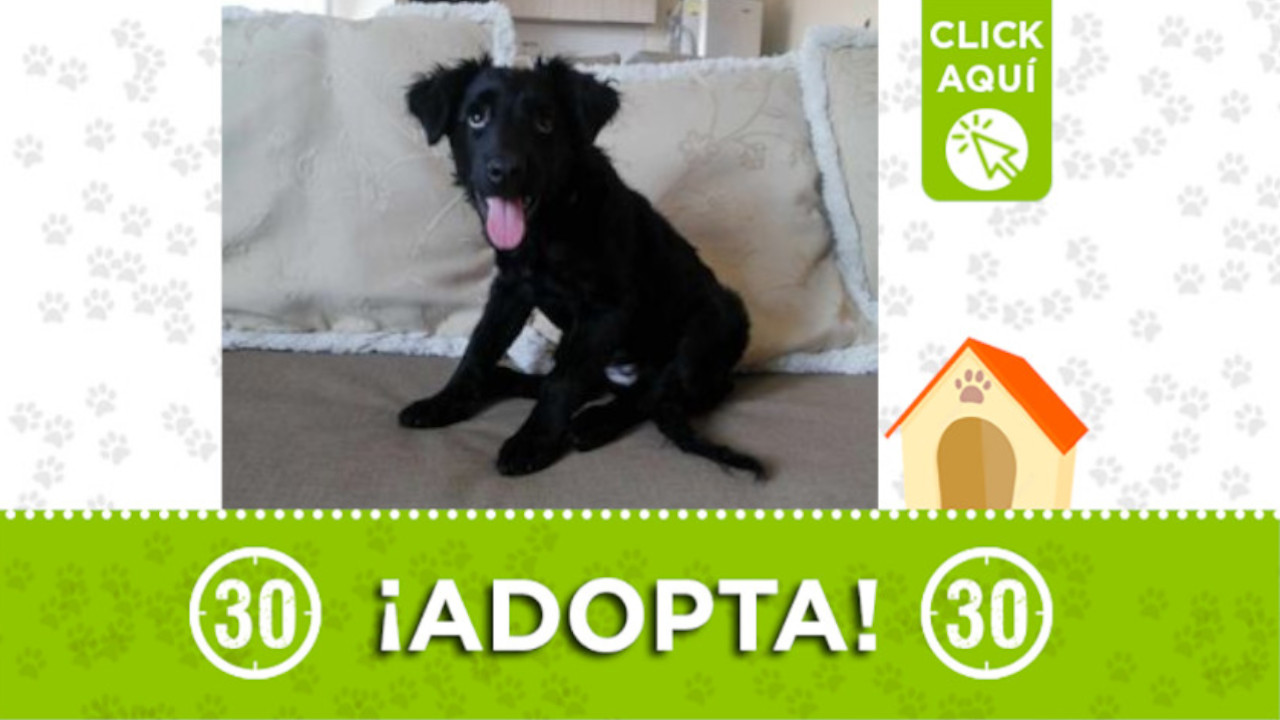 Familia humana que la adopte