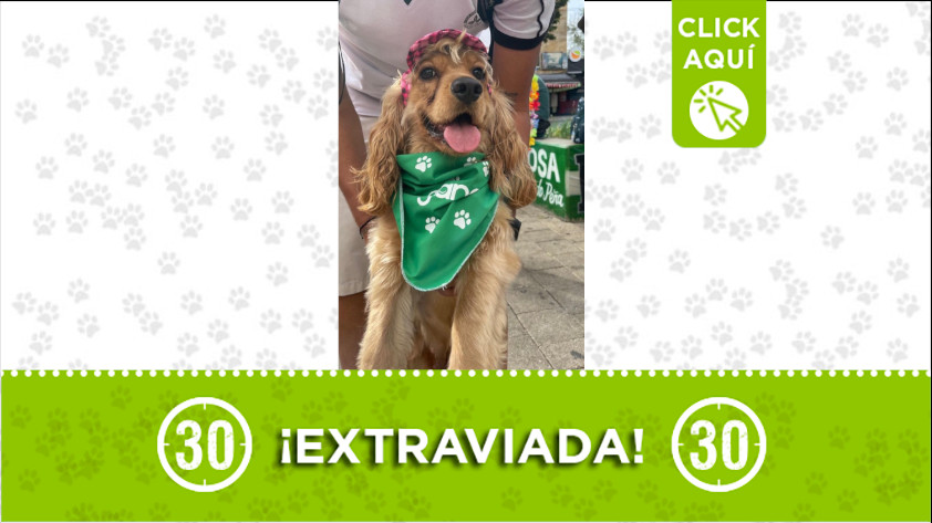 La adorable 'Aimmé'- Eimy- se perdió en el barrio Fuente Clara, en Robledo.