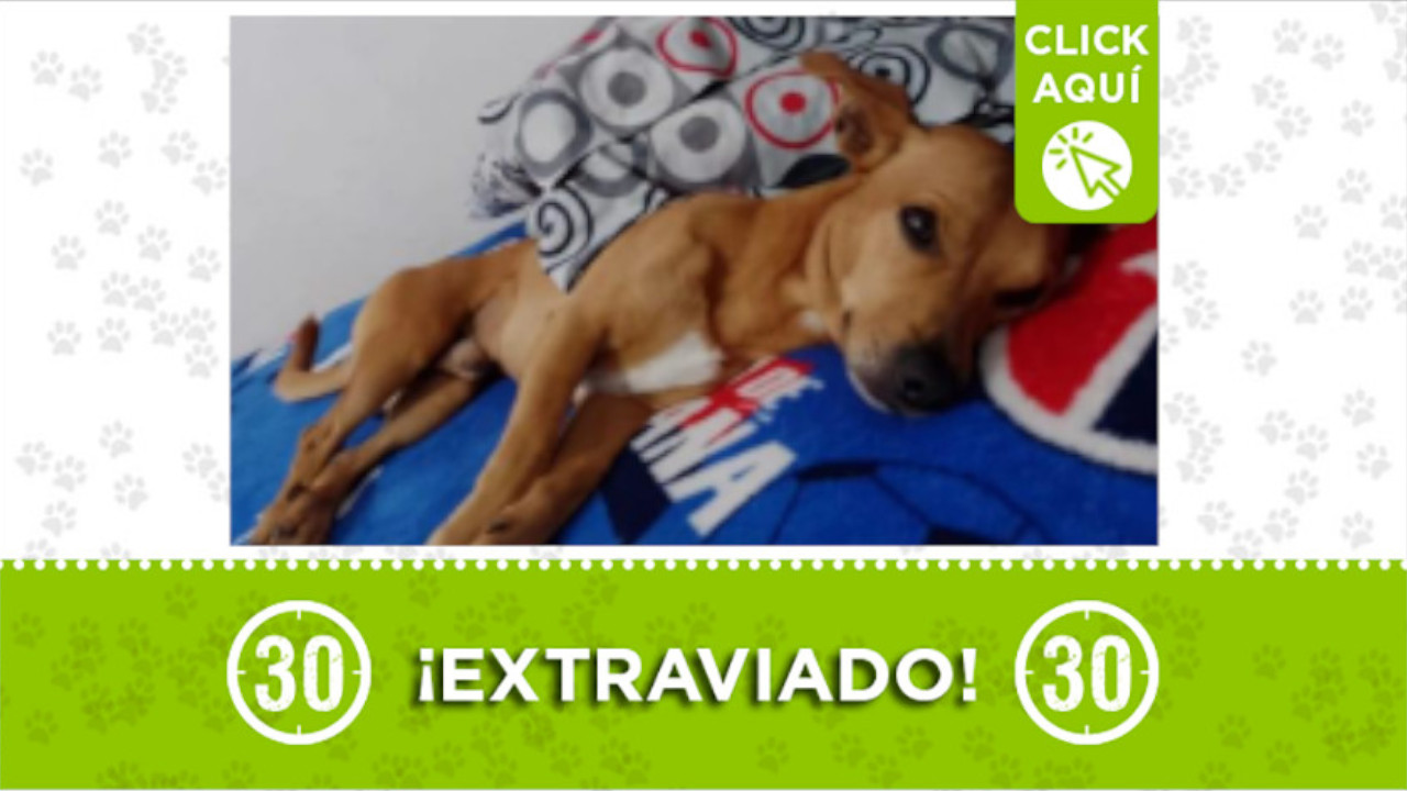 'Apolo' se perdió en el barrio Belén Aguas Frías