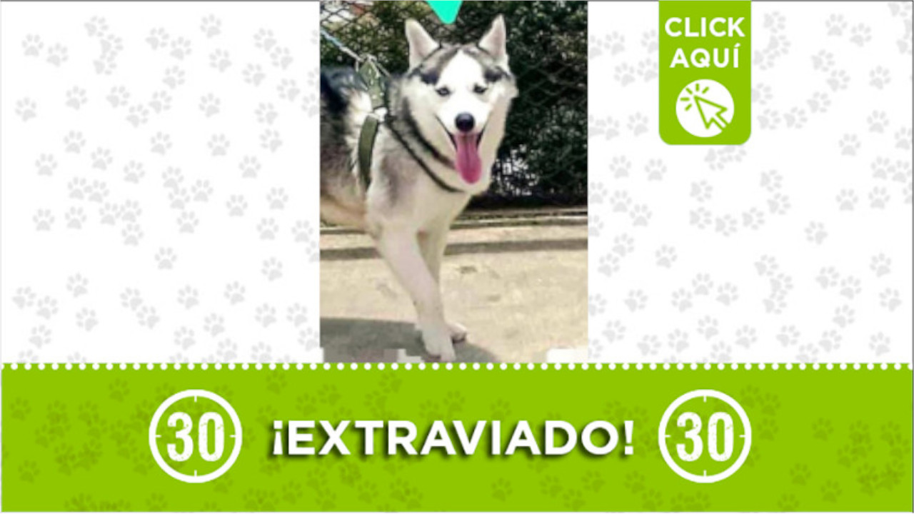 'Apolo' se perdió en el barrio El Pinal