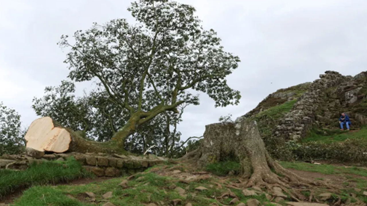 Árbol Sycamore Gap, patrimonio de la humanidad, fue talado