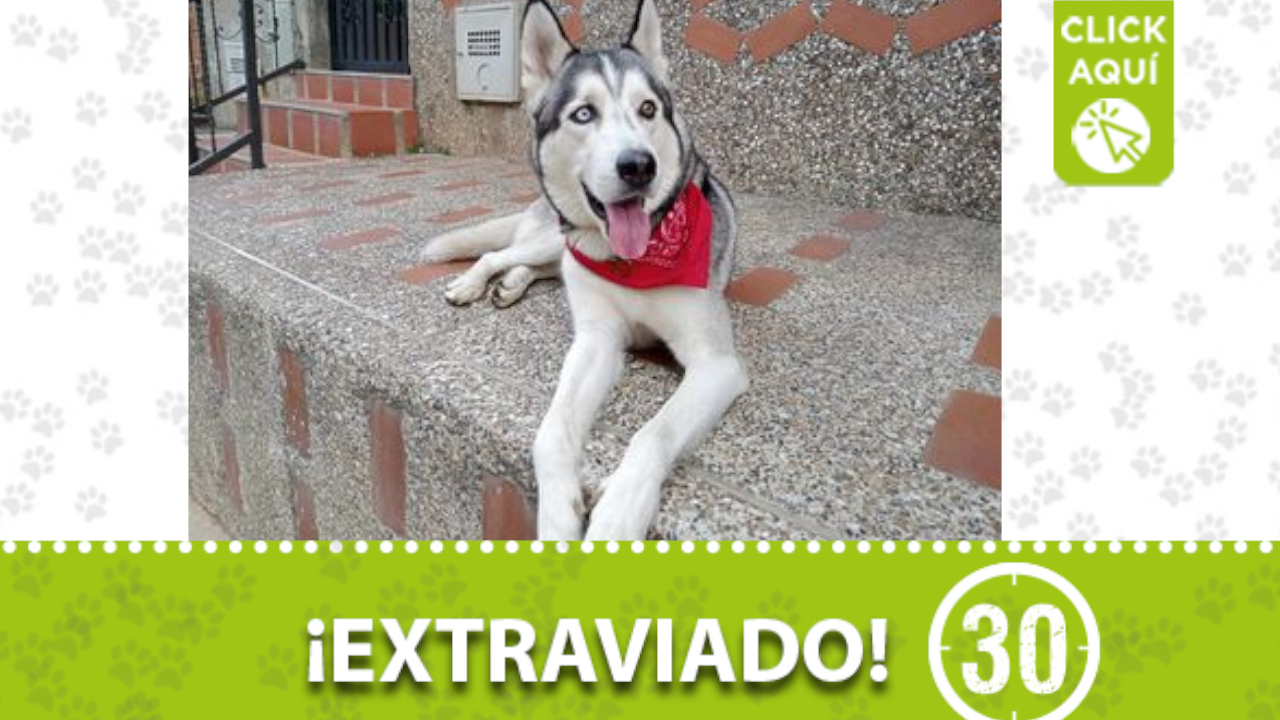 ¿Quién lo ha visto? este perrito llamado “Balto” se perdió