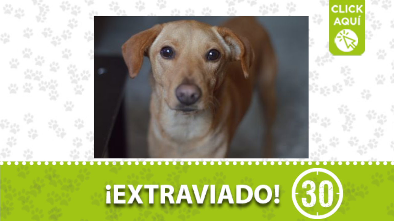 'Bailey' se perdió en el barrio Manrique, ¿la ha visto?