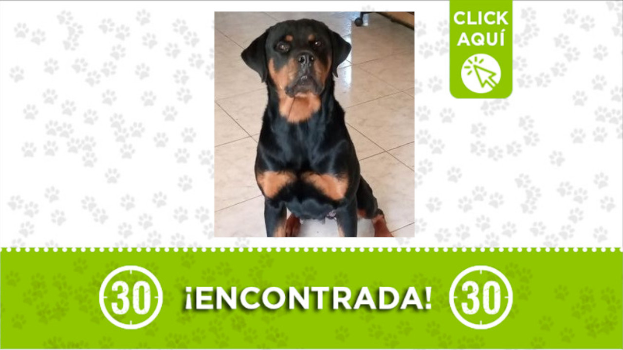 Perrita encontrada en la vereda Canoas del municipio de Rionegro