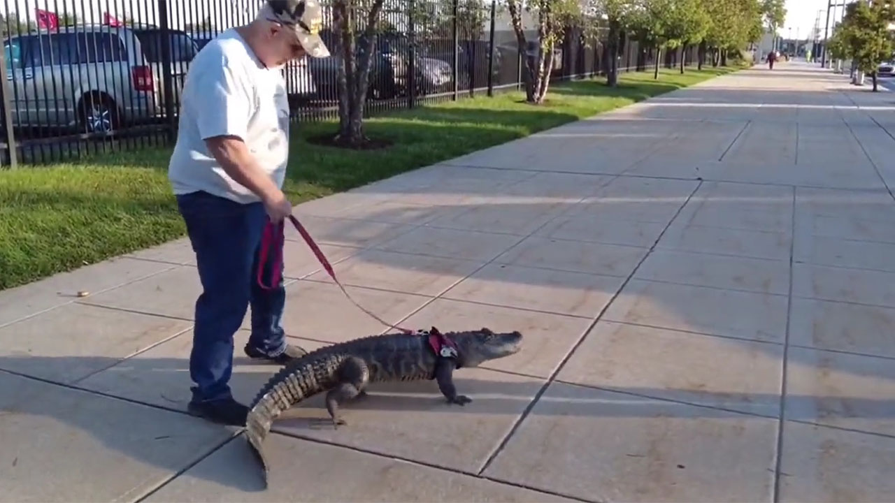 Intentan entrar con un caimán de 'apoyo emocional' a un estadio