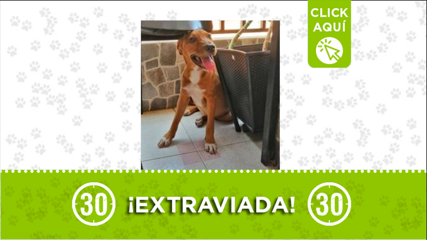 'Canela' está extraviada por Niquia, ¿la ha visto?