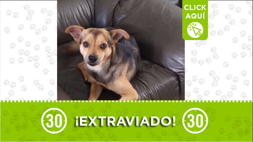 'Coco' extraviado