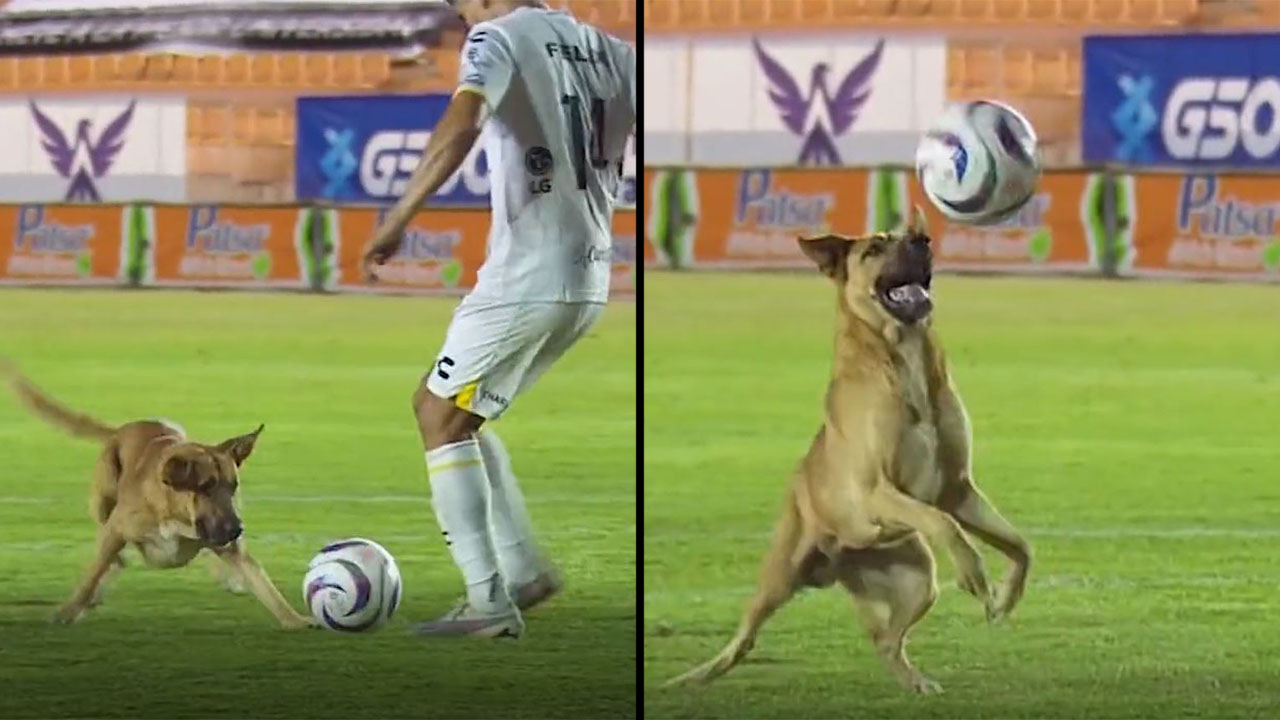 Firulais se robó el show en un partido de fútbol en México