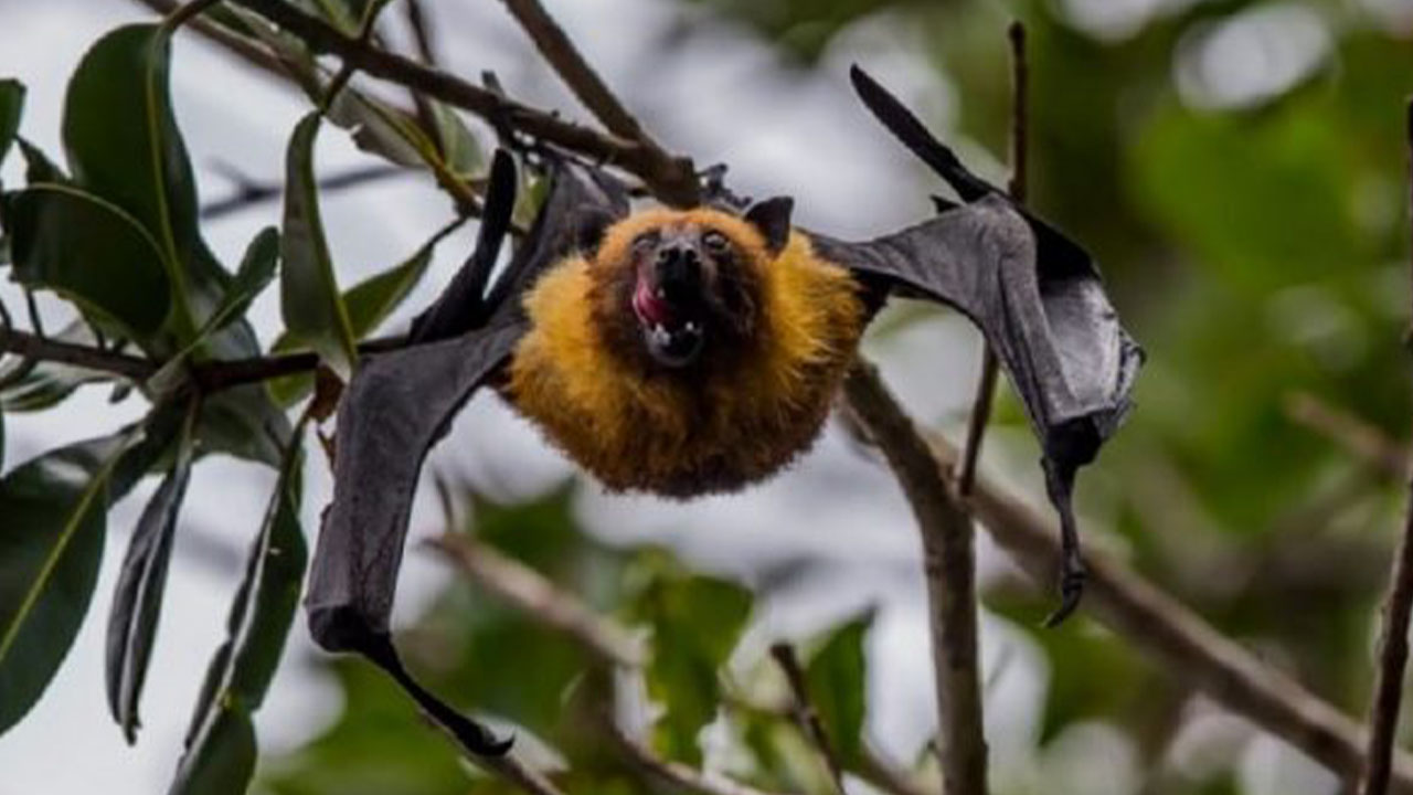 El Virus Nipah ha puesto en alerta al mundo entero pero, podría llegar a Colombia