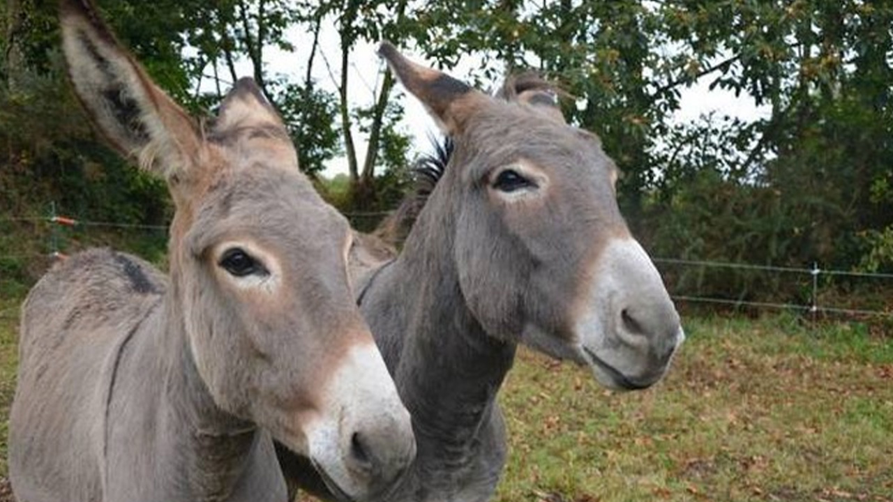 Banda vendían carne de burro y otros equinos en mal estado