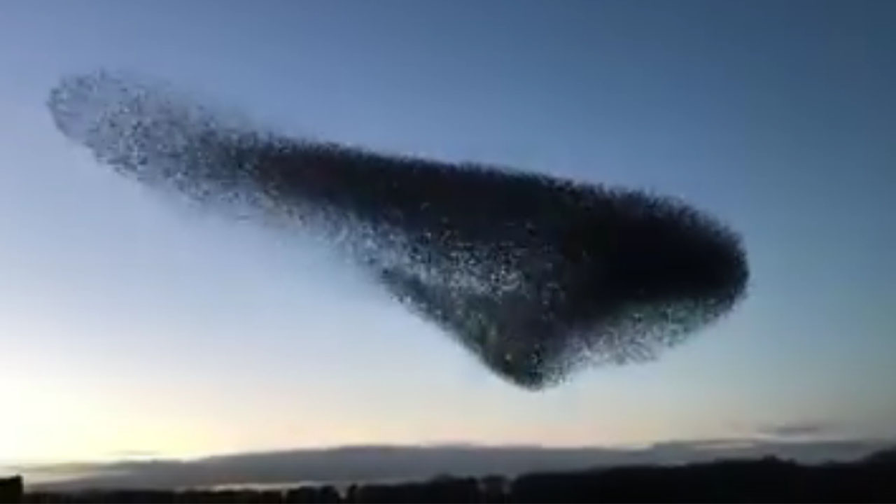 En VIDEO miles de aves volando milimétricamente coordinadas