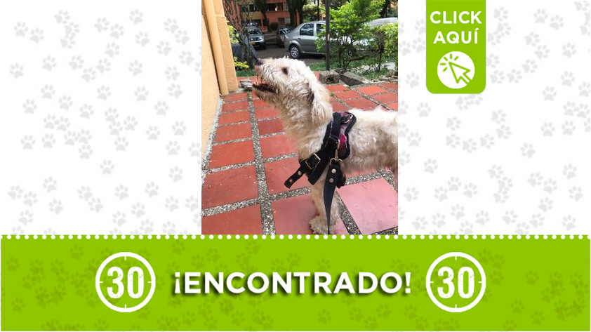 perrito