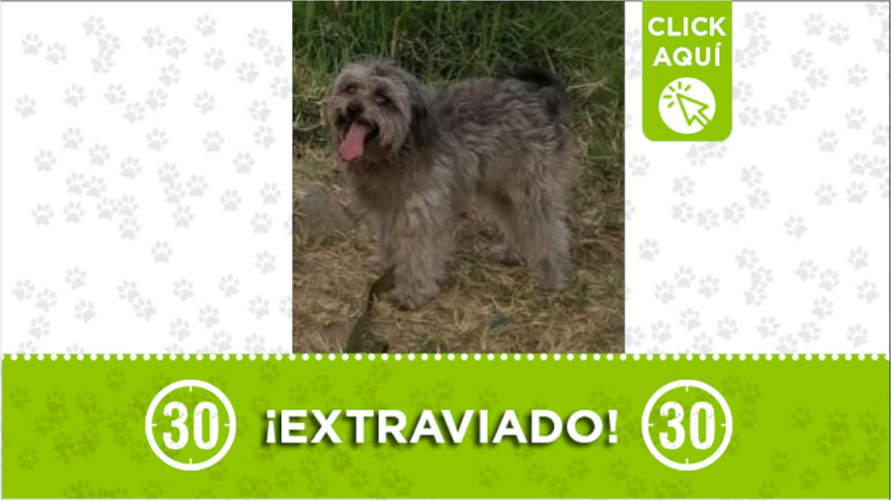 Este perrito se perdió en el centro de Medellín