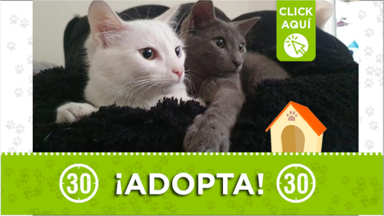 Gaticos están buscando un hogar