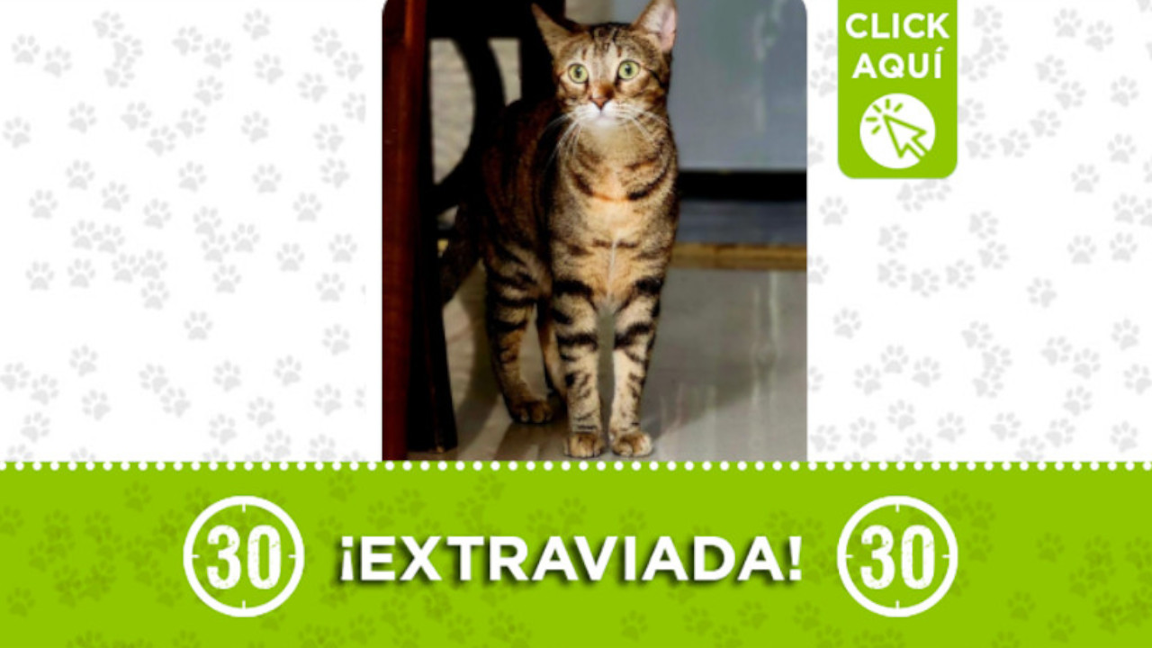 Gia se perdió en el barrio Niquía