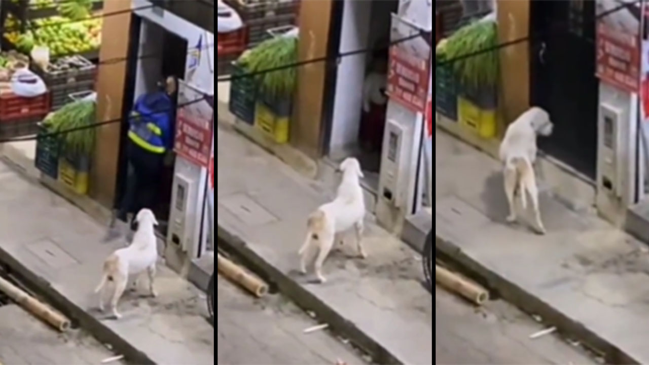 Indignación por perrito aparentemente abandonado en Santuario, Antioquia