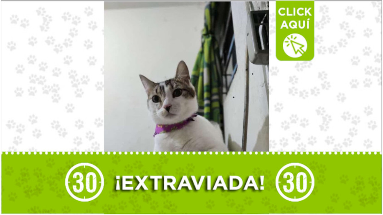 Isis gata perdida buenos aires