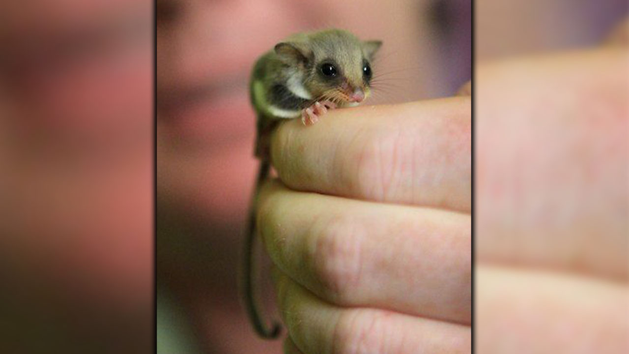 La Policía Nacional realizó una incautación de un petauro del azúcar