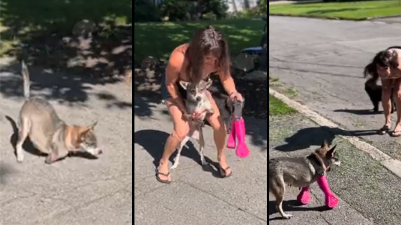 Perrita sin paticas delanteras da por primera vez pasos con prótesis