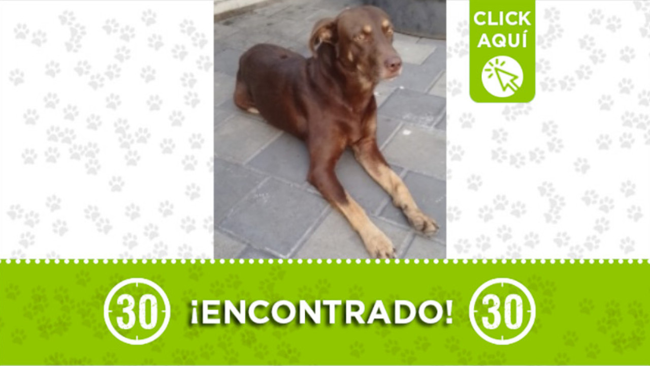 Perrito encontrado en el parque de Boston