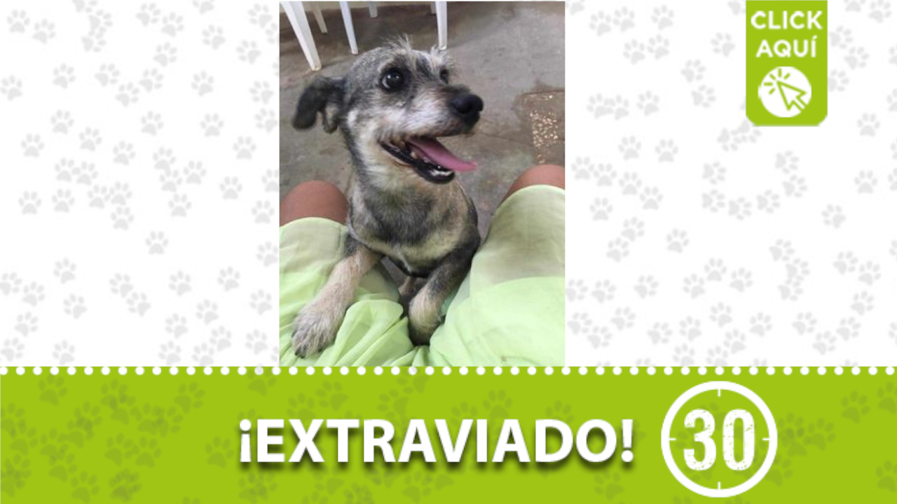 ‘Tony’ se perdió en el barrio Las Cabañitas