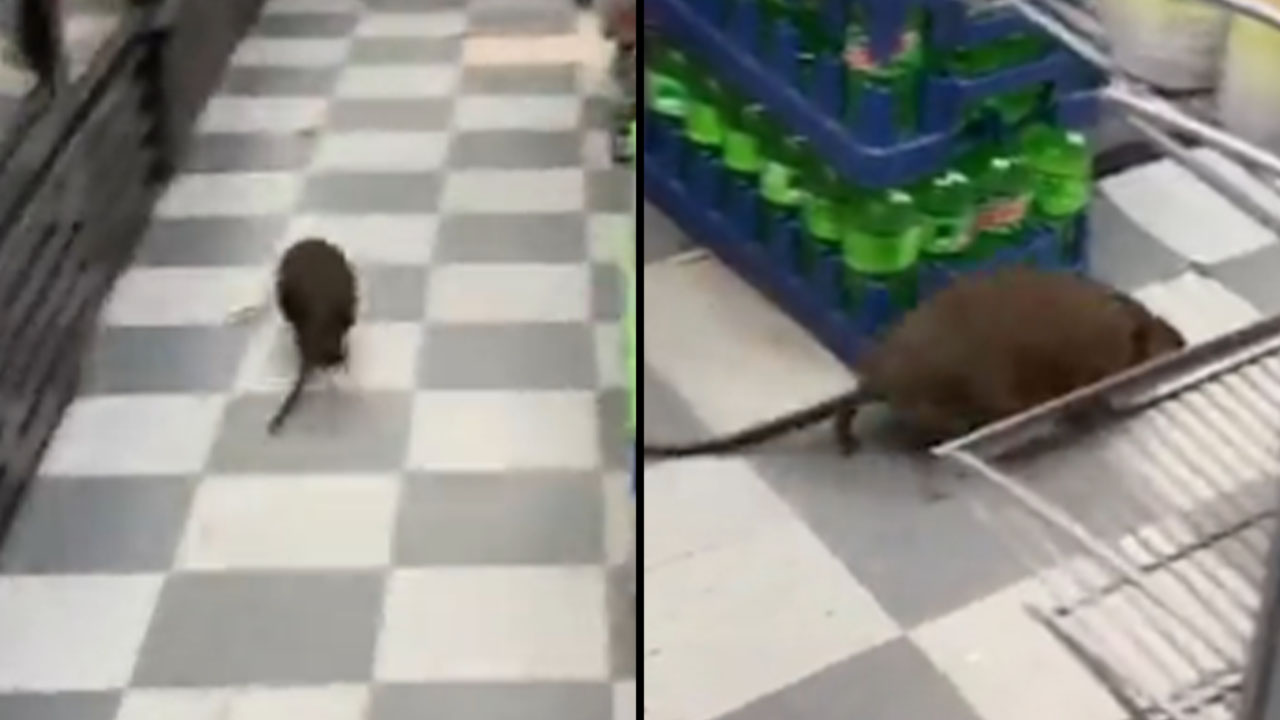 VIDEO. ¡Enorme rata fue grabada en supermercado de New York: 'parece un perro'