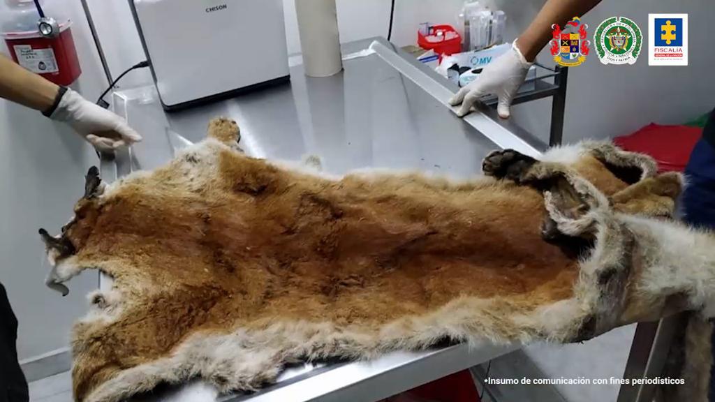 Judicializados los dos campesinos acusados de matar a un puma en zona rural del Valle del Cauca