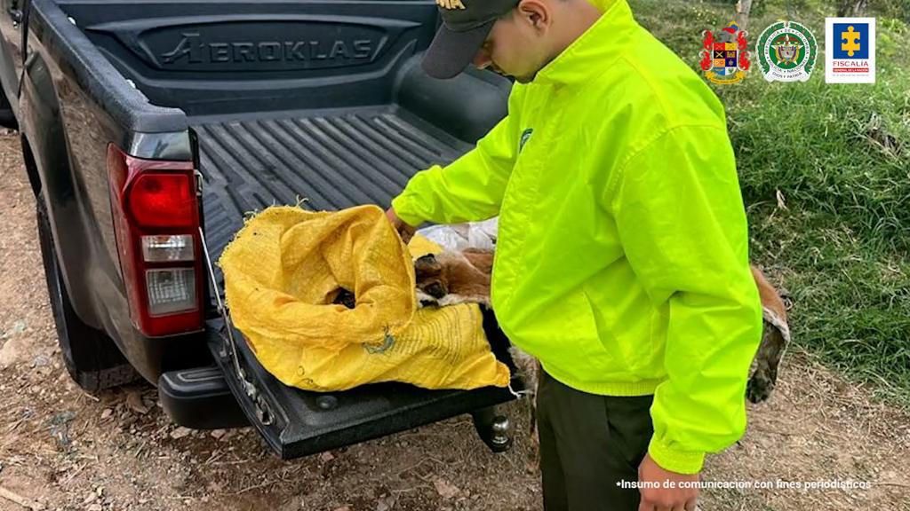 Judicializados los dos campesinos acusados de matar a un puma en zona rural del Valle del Cauca