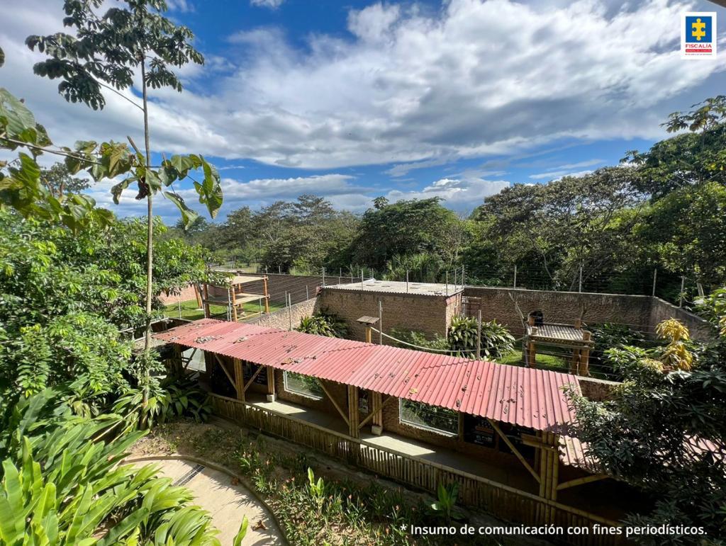 Judicializaron a empleado de bioparque en Pereira, que habría permitido que dos chimpancés escaparan