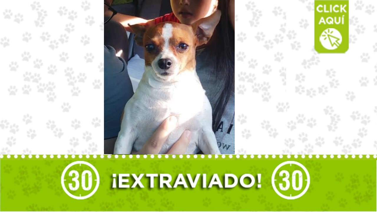 confite extraviado en caicedo