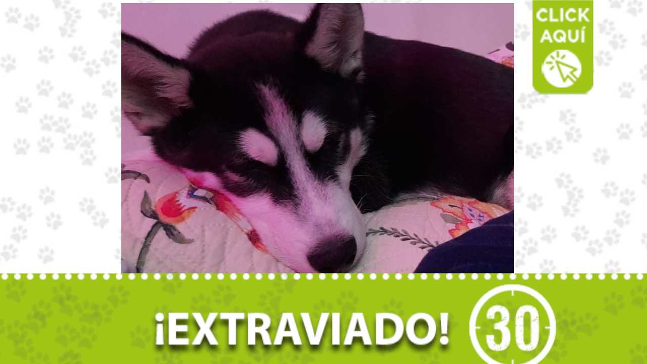 ¿Quién lo ha visto? este perrito llamado “Dante” se perdió