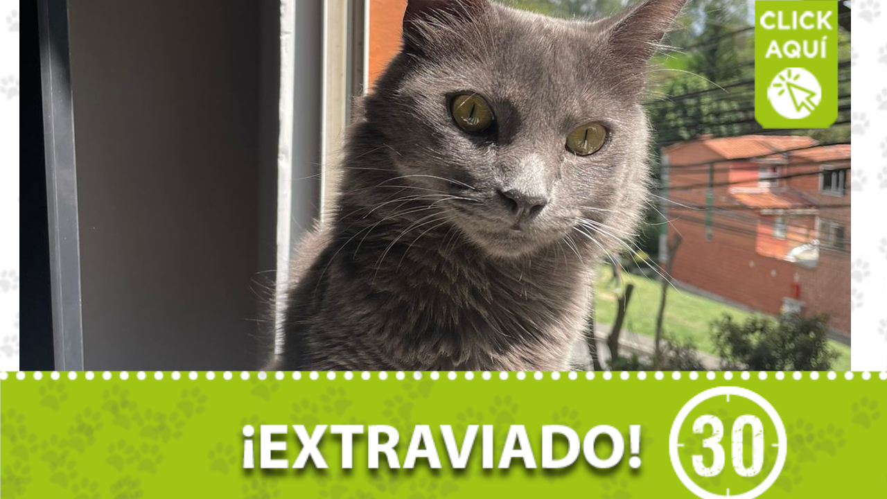 «Dior» se perdió en Rodeo Alto