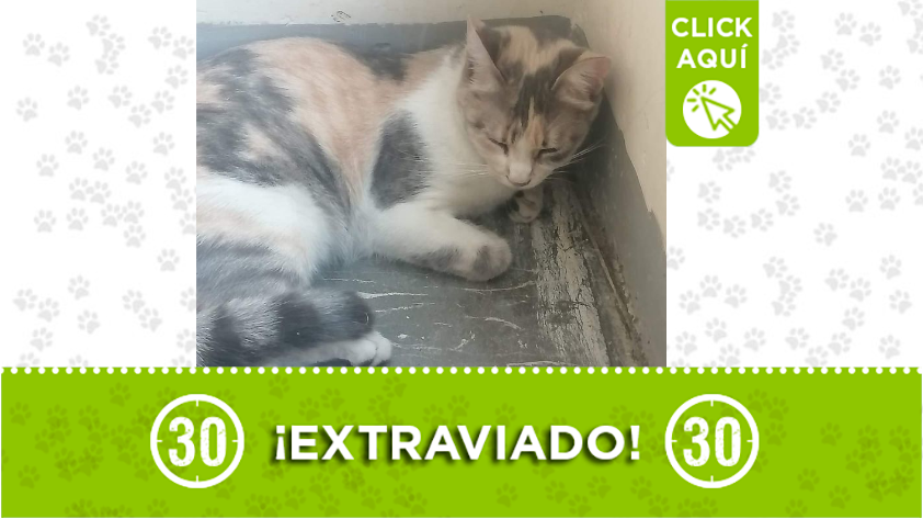 Este gatico llegó desubicado a una casa en Castilla