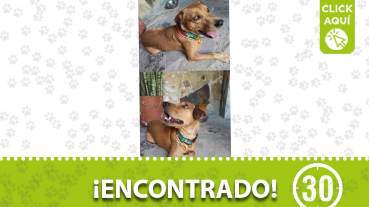 Se encontraron a este perrito en Manrique, ¿es suyo?