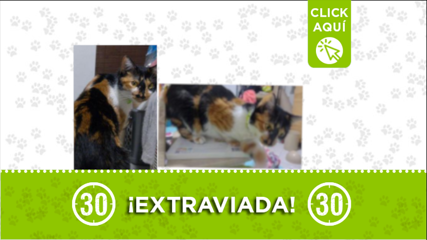 “Pola” está extraviada por la Floresta