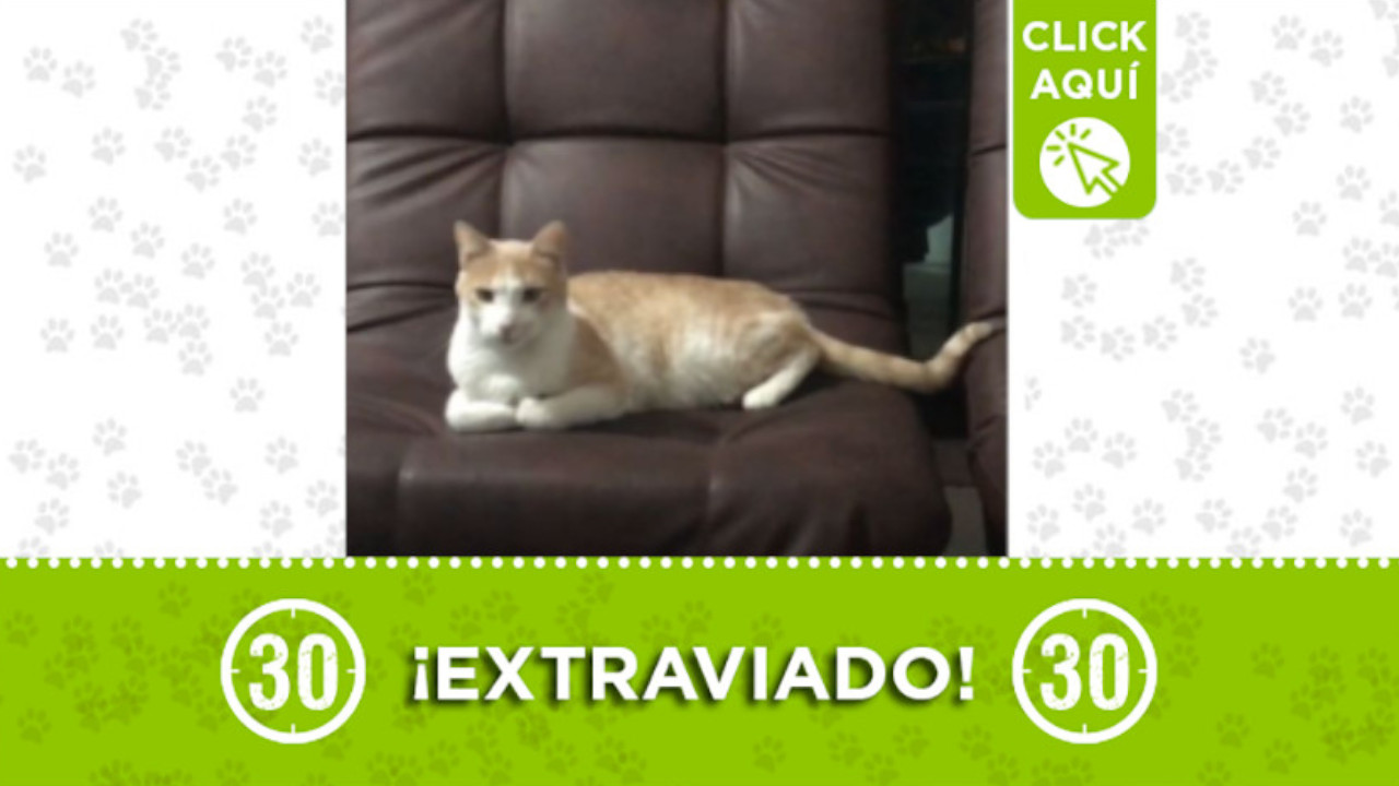 'Moisés' se perdió en el barrio Mayorca