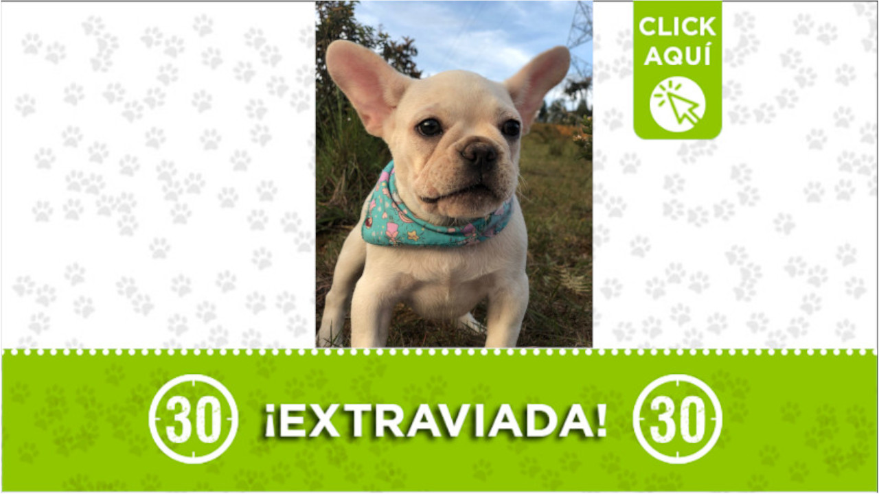 'Julieta' se perdió en el barrio Santo Domingo Savio