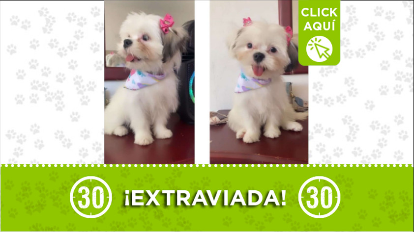 'Kira' se perdió en el barrio Buenos Aires