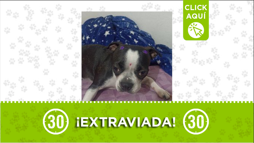 'Luna' está extraviada por Robledo
