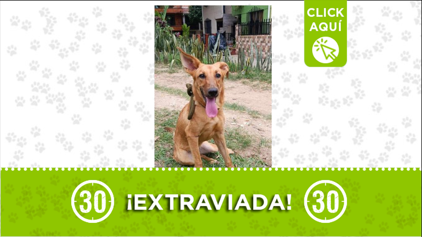 "Luna" está extraviada por el barrio Miraflores