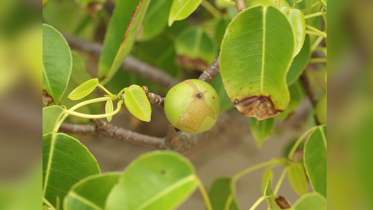 Manzanillo de la Muerte