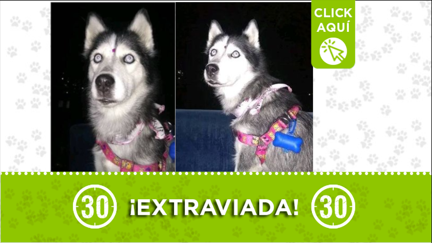 'Medusa' está extraviada por Itagüí, ¿usted la he visto?