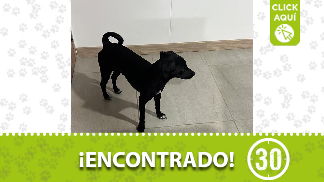 negro busca a sus dueños