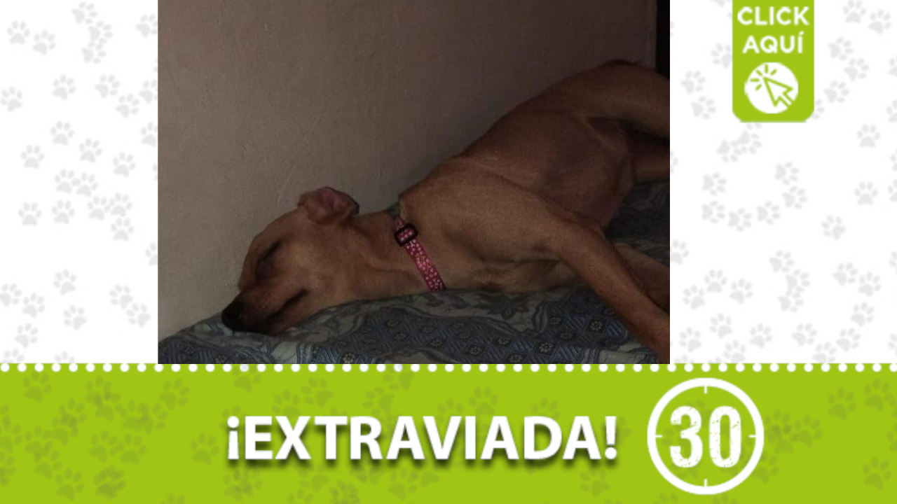 ‘Niña’ se perdió en el barrio Aranjuez