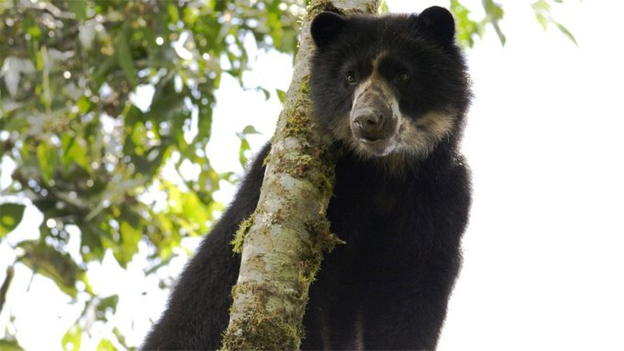 Oso de anteojos falleció en un zoológico de Barranquilla
