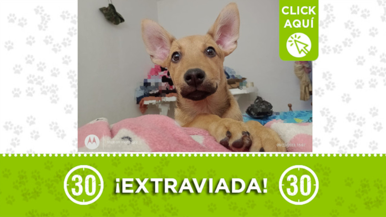 'Laika' se perdió en el barrio Enciso