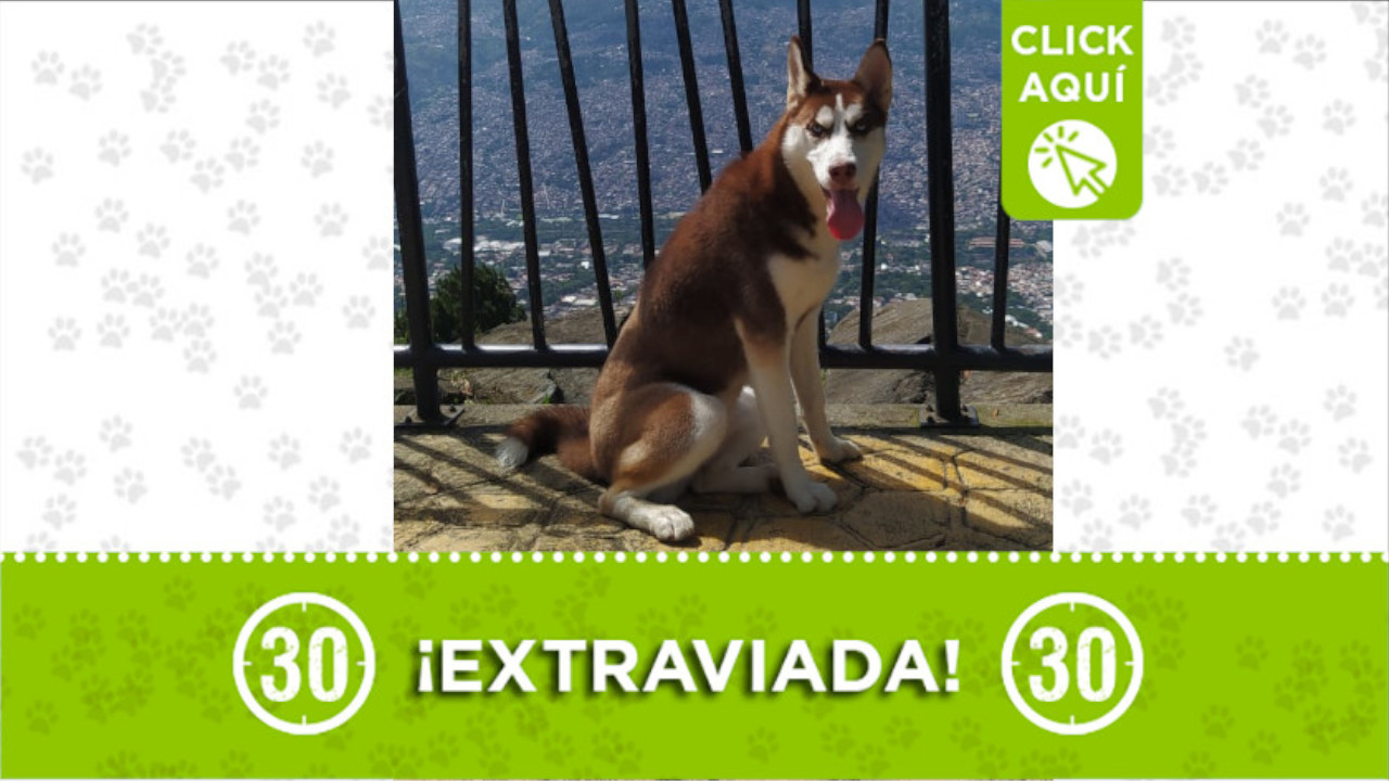 perrita alaska estraviada robledo aures 2