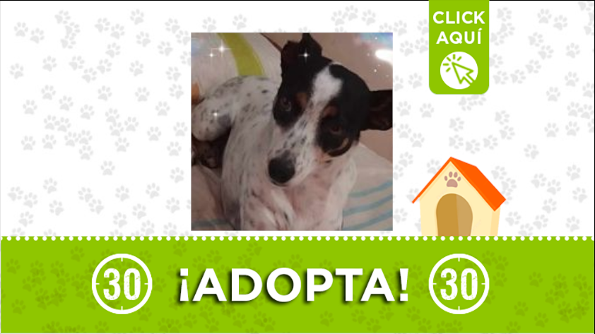 'Lolita' está buscando a una familia que la adopte